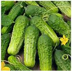 Cucumber, Pickling/ Pepinillos (6 pack)
