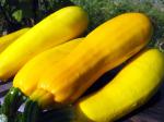 Squash, Summer (Yellow)/ Calabaza amarilla