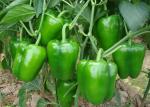 Peppers, Sweet, Green/ Pimiento, dulce, morron ver
