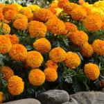 Marigold/ Flor maravilla (sol)