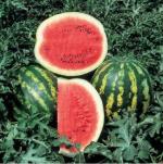 Watermelon, Crimson Sweet/ Melon de agua