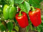 Peppers, Sweet, Red/ Pimiento, dulce, morron rojo