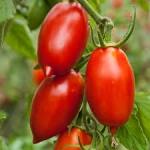 Tomatoes, Plum, Regal in 4 inch Pots/ Tomates, de 