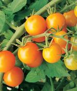 Tomatoes, Cherry, Sungold/ Tomates, amarillos pequ
