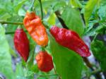 Peppers, Hot, Ghost (SUPER HOT)/ Pimiento, Ghost (