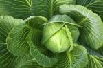 Cabbage, Green/ Repollo verde