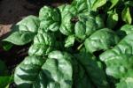 Spinach, Early Savoy/ Espinaca