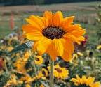 Sunflowers, Soraya