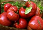 Tomatoes, Brandywine in pots/ Tomates en maceta