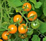 Tomatoes, Cherry, Sungold in pots/ Tomates en mace